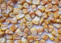 High Quality Yellow Corn 1