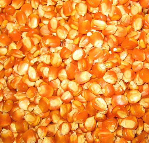 High Quality Yellow Corn 3