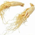 Panax ginseng extract  3