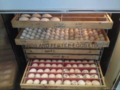 Birds and fertile eggs LTD