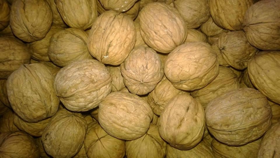 walnuts for sale (Turkey Manufacturer) Agriculture Product Stocks