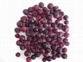 Freeze Dried Black Currant 1