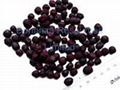 Freeze Dried Blueberry