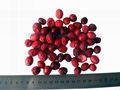 Freeze Dried Cranberries 1