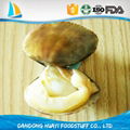 high quality short necked clam meat with