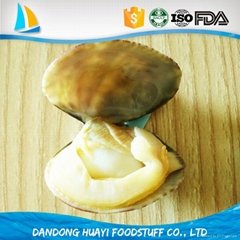 high quality short necked clam meat with shell