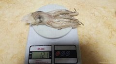 Frozen Illex Argentinus Squid Head different size available