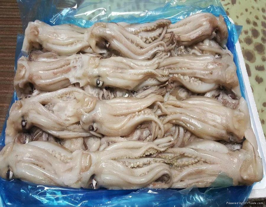 Как выглядит камень из игры в кальмара Frozen Illex Argentinus Squid Head different size available - 04 - huayi (China 