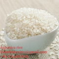 JAPONICA ROUND RICE  1