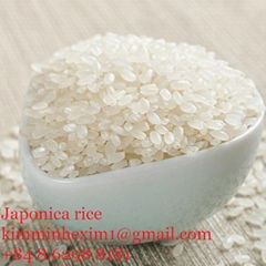 JAPONICA ROUND RICE 