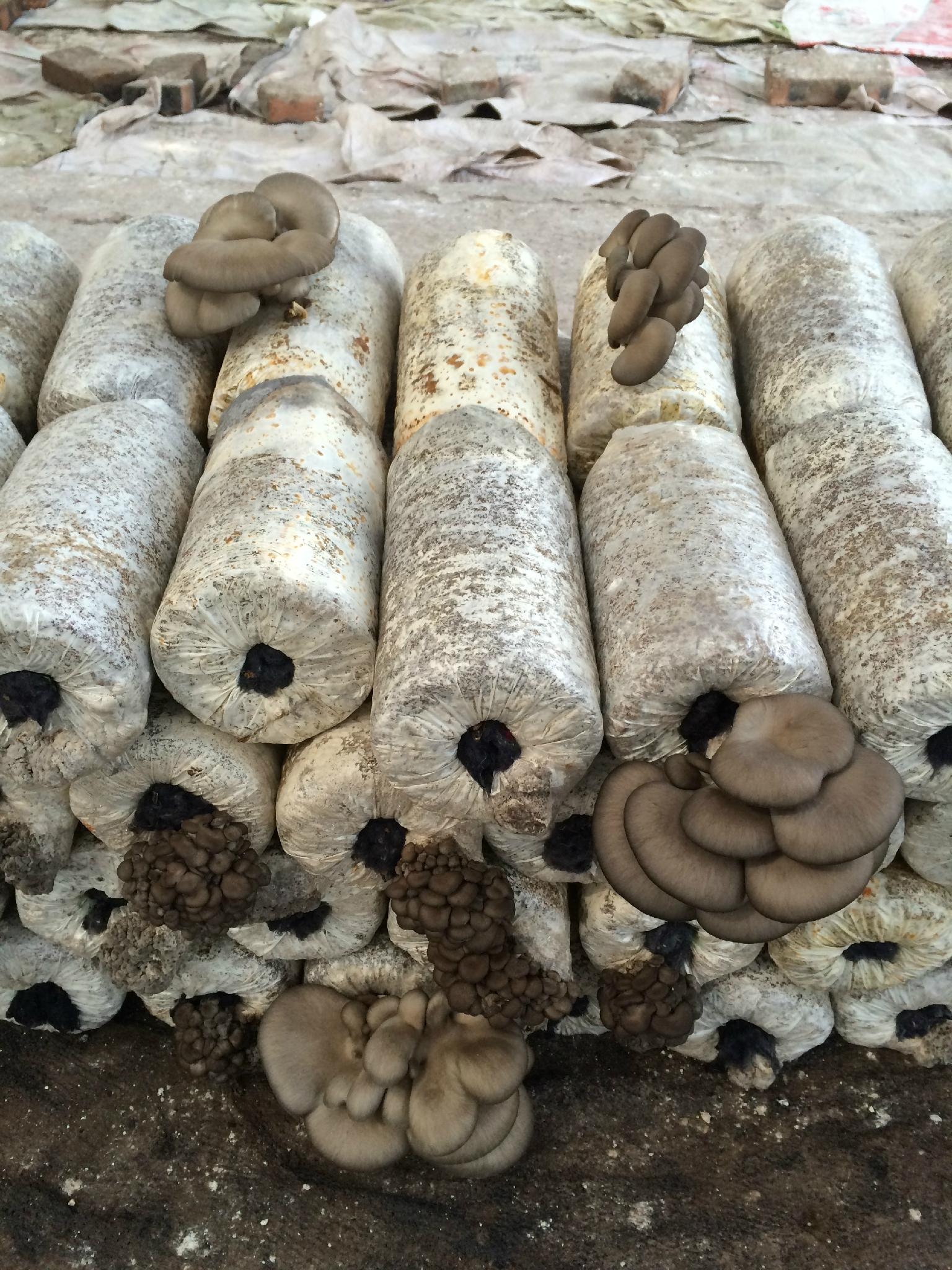 供应天凤平茹菌种菌包