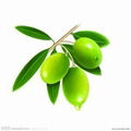 Olive Leaf Extrcts