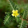 Tribulus Terrestris Extracts 1