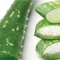 Aloe Vera Extracts 1