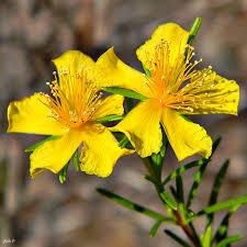 St.John?s Wort Extracts