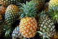 FRESH PINEAPPLE WITH GOOD QUALITY