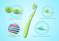 Adult Toothbrushes with Nice Designs and Comfortable Bristle 4