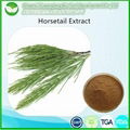 Horsetail Extract