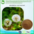 Dandelion Extract