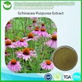 Echinacea Extract