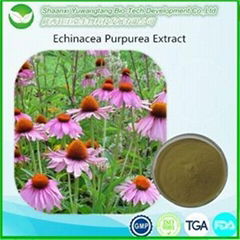 Echinacea Extract