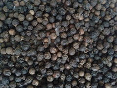 black pepper with the best price, Vietnam origin