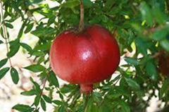 Iranian Fresh Pomegranate (Bajestan)