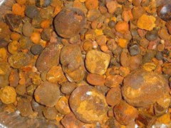 Quality Cow Ox Gallstones for Sale