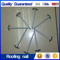 Galvanized Roofing Nail with Factory Price  2