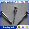 Galvanized Roofing Nail with Factory Price  3