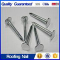 Galvanized Roofing Nail with Factory Price  4