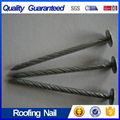 Galvanized Roofing Nail with Factory Price  5