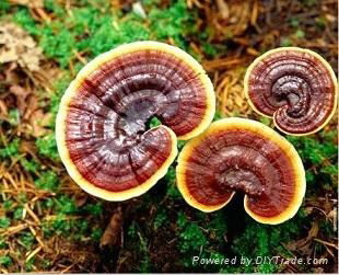 Reishi Mushroom Extract