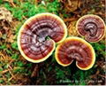 Reishi Mushroom Extract 1