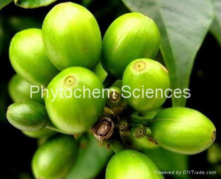 Green Coffee Bean Extract 2