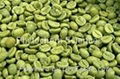 Green Coffee Bean Extract 4