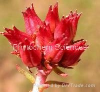 Rhodiola Rosea Extract 