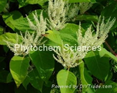 Giant Knotweed Extract