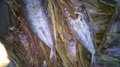 Dried lizard fish 3