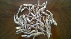 Dried anchovy