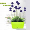 personal gift water pot,small plastic flower pot