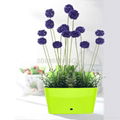 personal gift water pot,small plastic flower pot 4