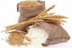 Wheat Flour