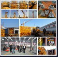 QTZ60 TC5010-4T Hydraulic jacking Mingwei Tower Crane 