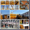 Shandong Mingwei Tower Crane QTZ315 7035 Max. Lifting Capacity 16t 3