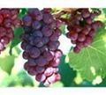 Grape Seed extract