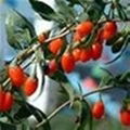 Wolf Berry Extract 5