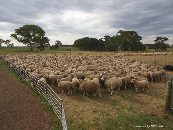 EAST FREISIAN SHEEP 2