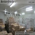 Factory Produce Vegetable Cooling Room Cold storage for Fresh 2