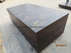 KANGAROO  BRAND FILM FACED PLYWOOD, POPLAR CORE,